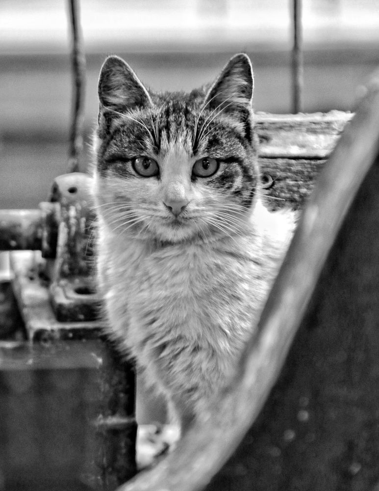 Photograph by Fatemeh Alipour