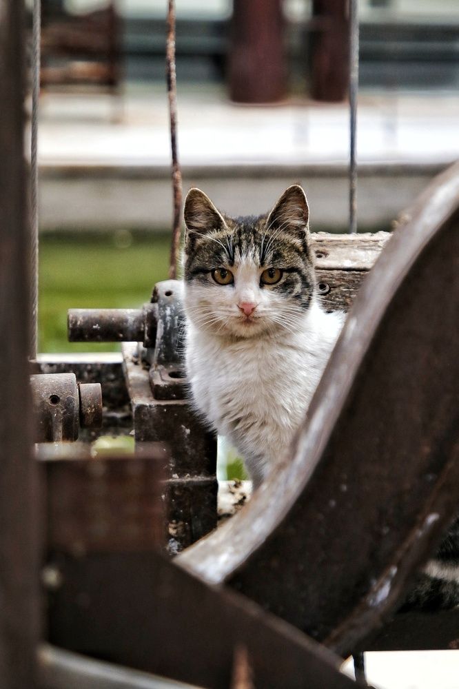 Photograph by Fatemeh Alipour