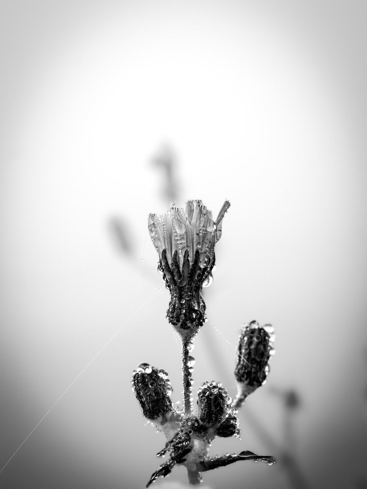 Photograph by Robert Vella