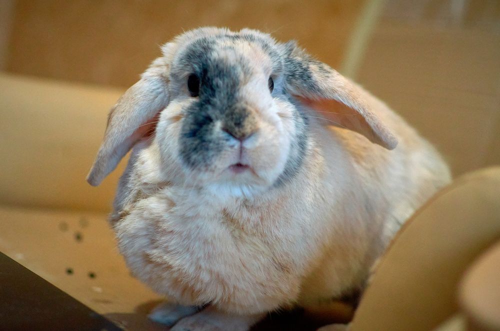 Где все вкусняшки?