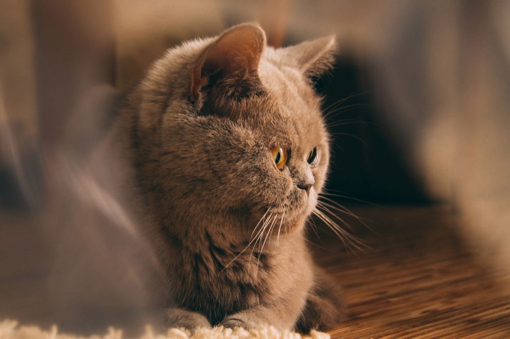 Photograph by Марина Шипова