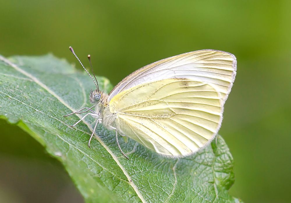 Фотография автора Andrey Pristyazhnyuk