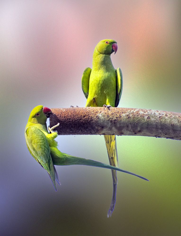 Photograph by Asamanj Maiti