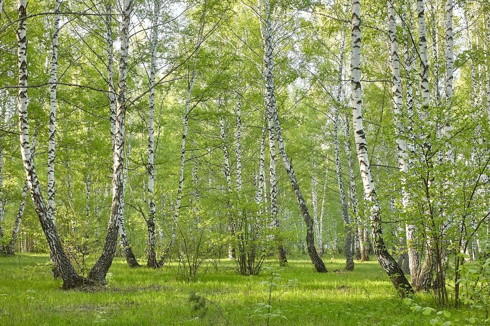 БЕЛЫЕ КРАСАВИЦЫ