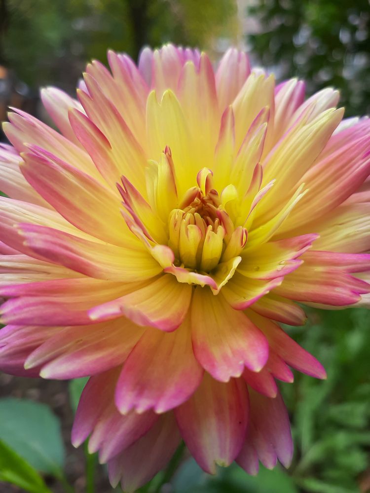 Фотография автора Светлана Дунаева