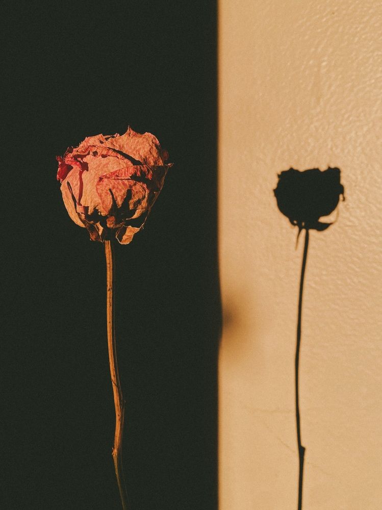 Photograph by Александра Шабаева