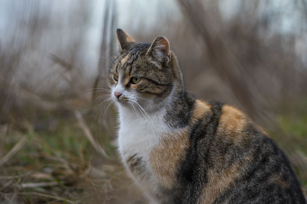 Photograph by FLORINDA LOREDANA CIURARU