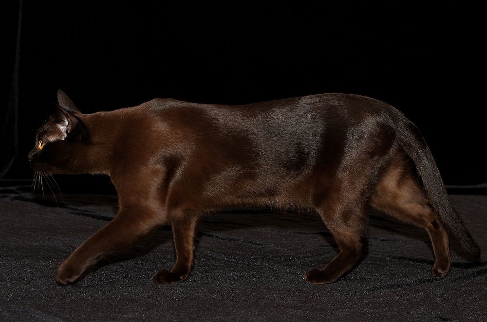 Фотография автора Надежда Лисицына