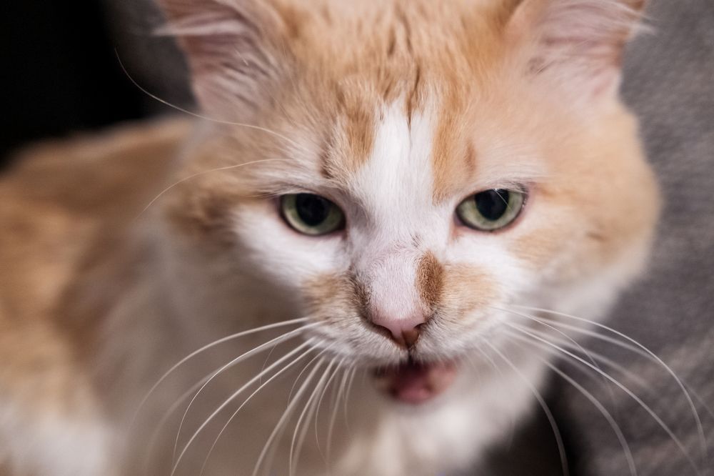 Photograph by Anna Janzen