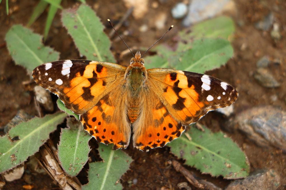 Photograph by Cengiz Yalcin