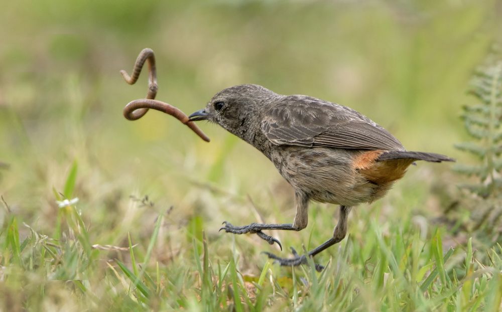 Photograph by Harsha Matarage