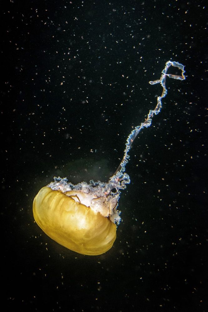 Photograph by Robert Vella