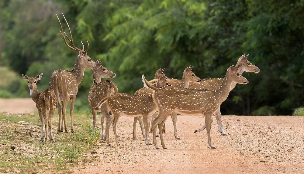 Photograph by Harsha Matarage