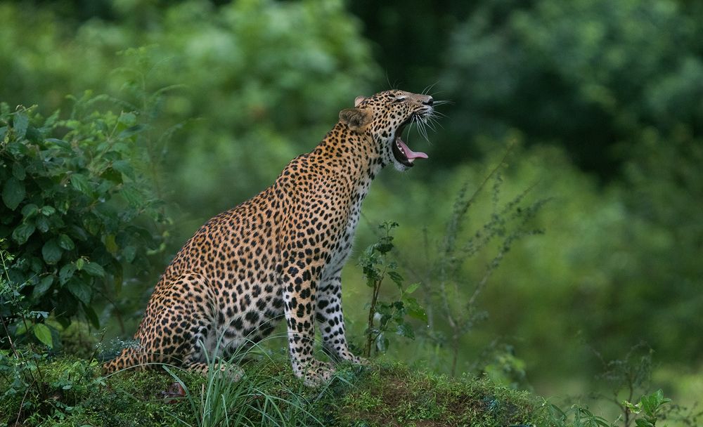 Photograph by Harsha Matarage