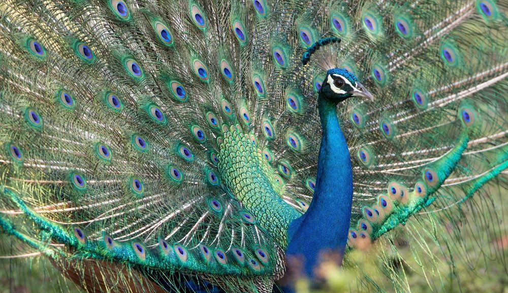 Photograph by Harsha Matarage