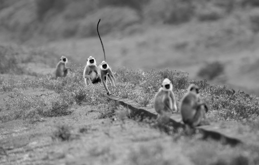 Photograph by Harsha Matarage