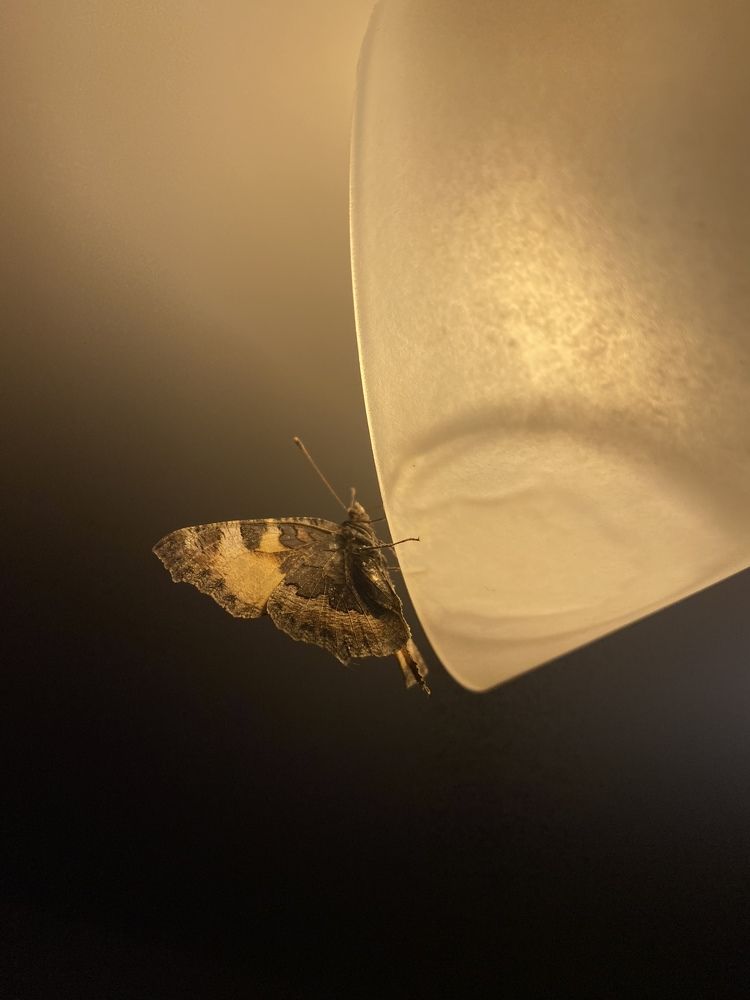 Photograph by Анастасия Лукьянюк