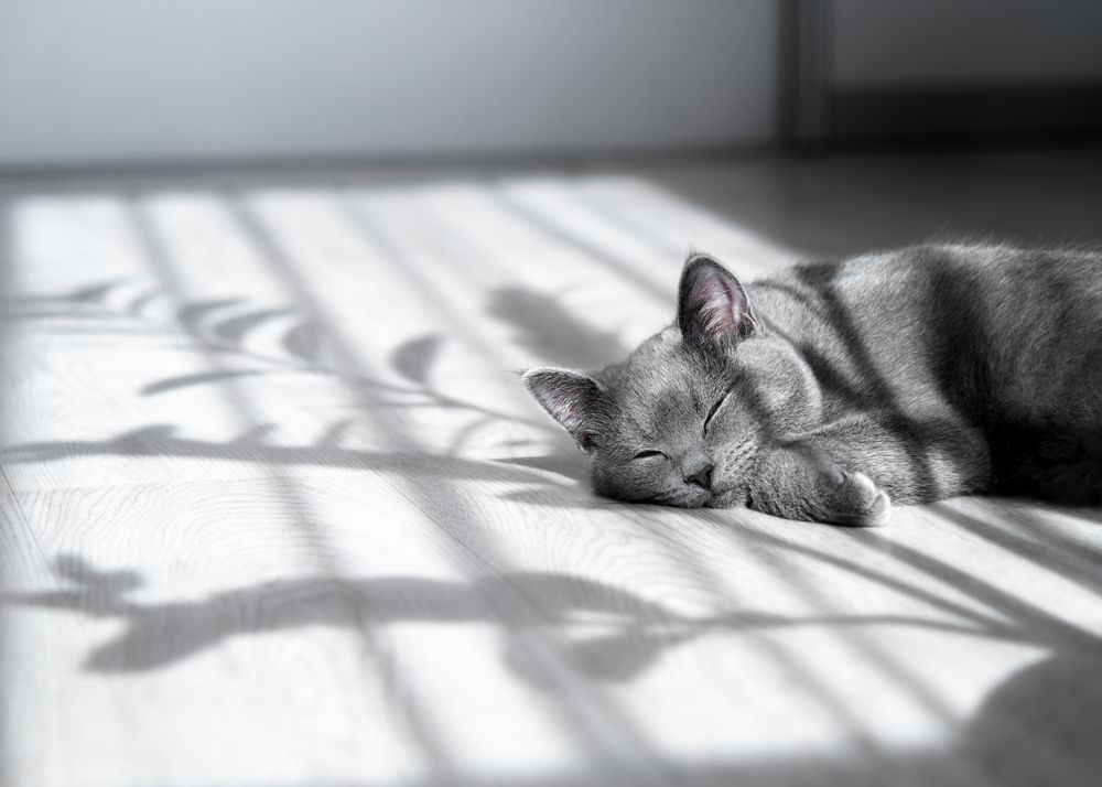 Дневной сон