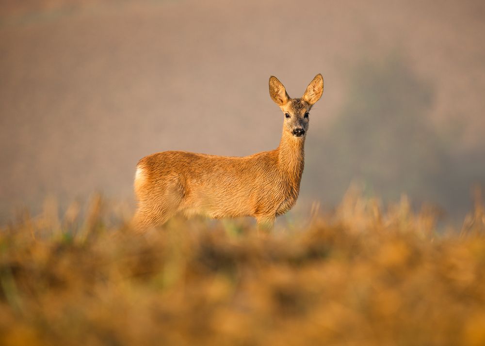 Photograph by Piotr Wrobel