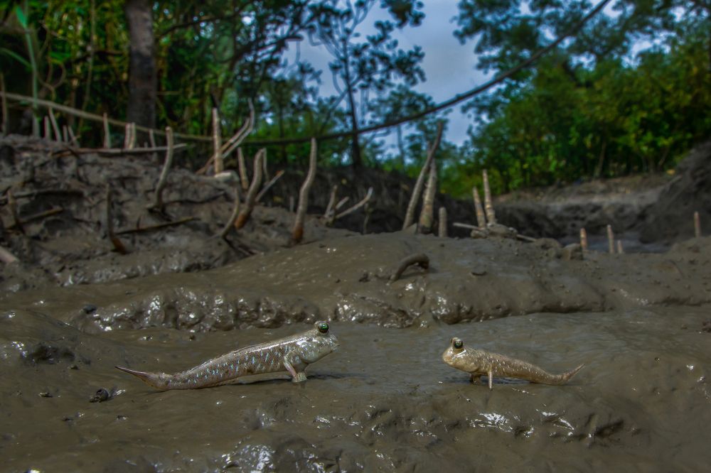 Photograph by AGNISWAR GHOSAL