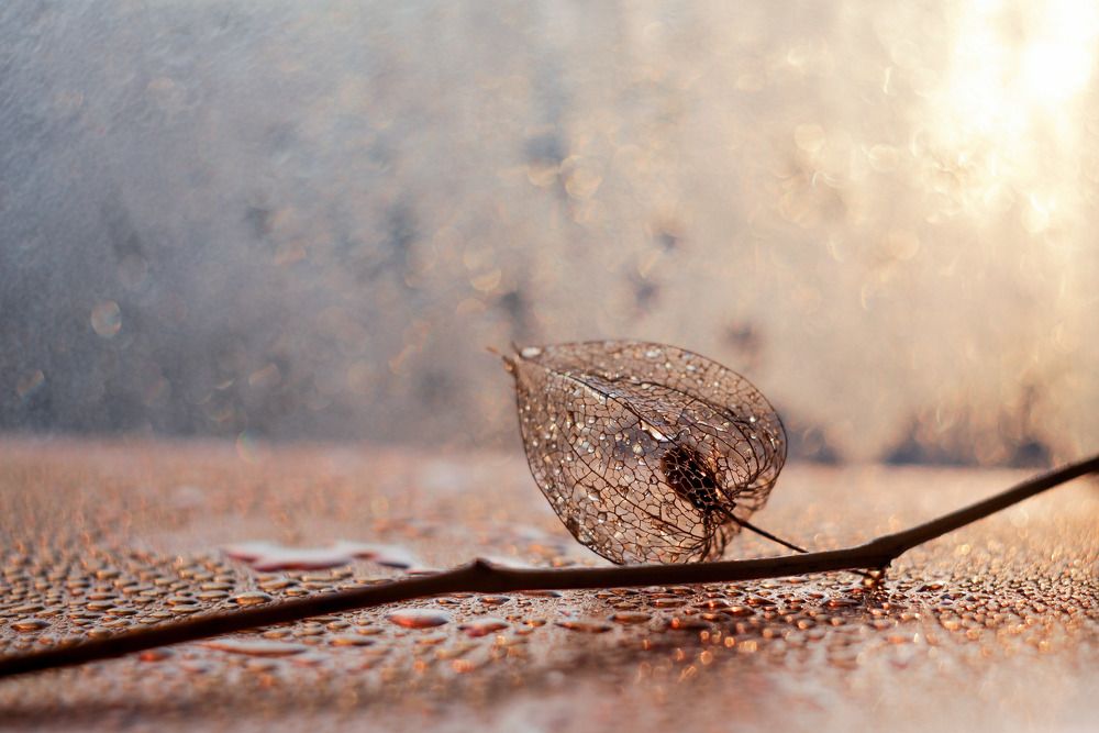 Photograph by Светлана Кавказская