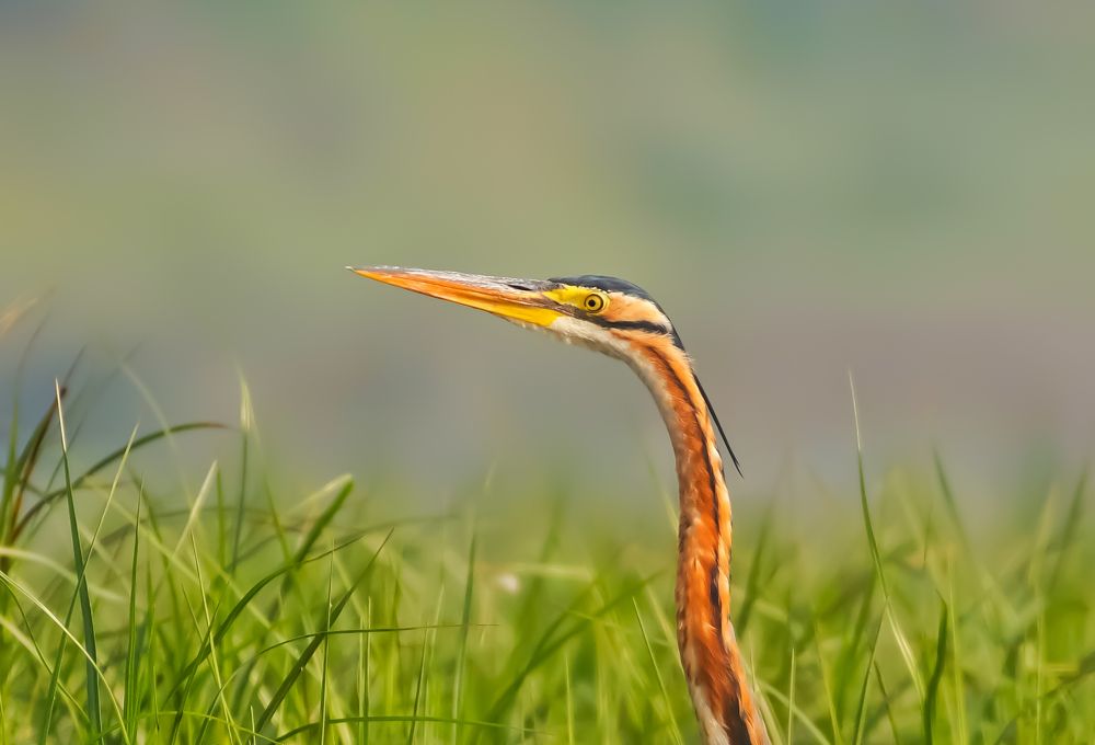 Photograph by Sagar Mondal