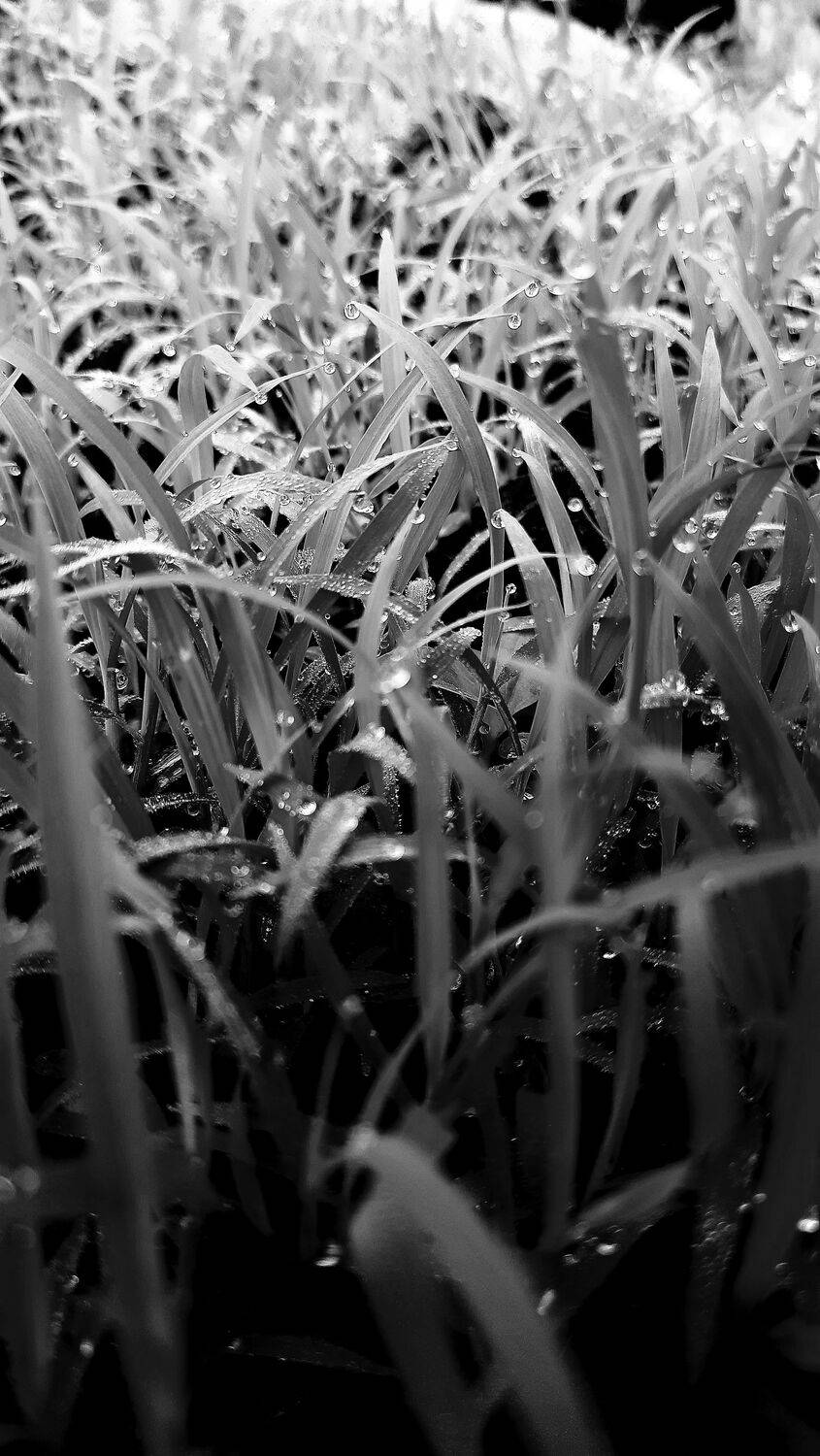 Black and white