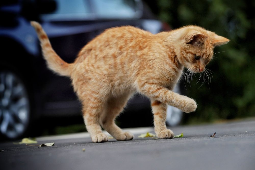 Фотография автора Елена Кириллова