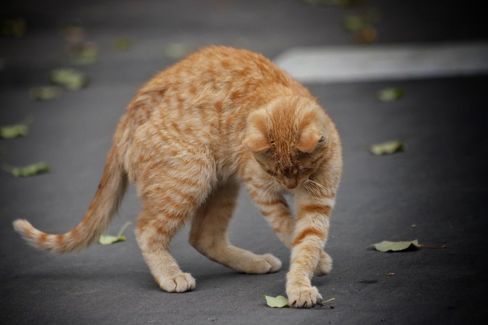 Фотография автора Елена Кириллова