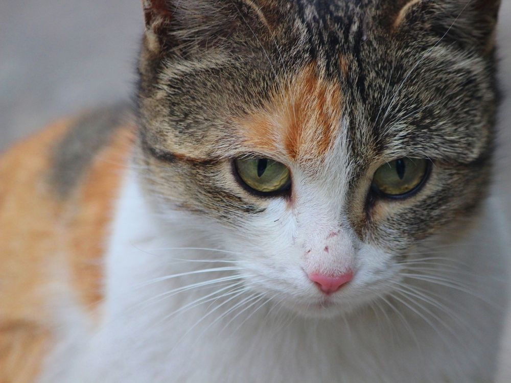 Photograph by Mohammad Moradi