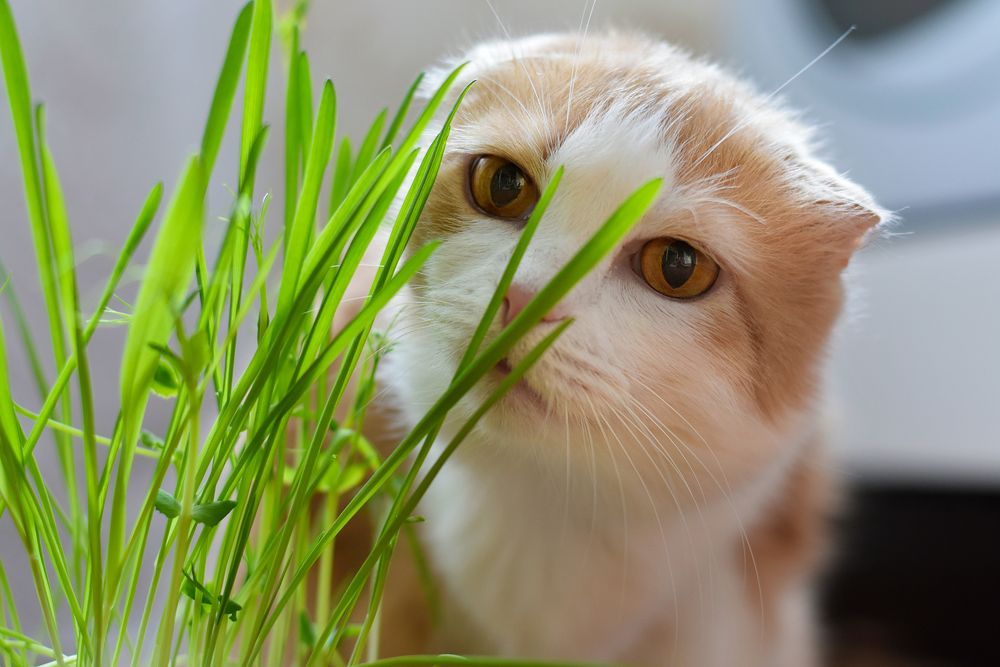 Photograph by Елена Лобакова