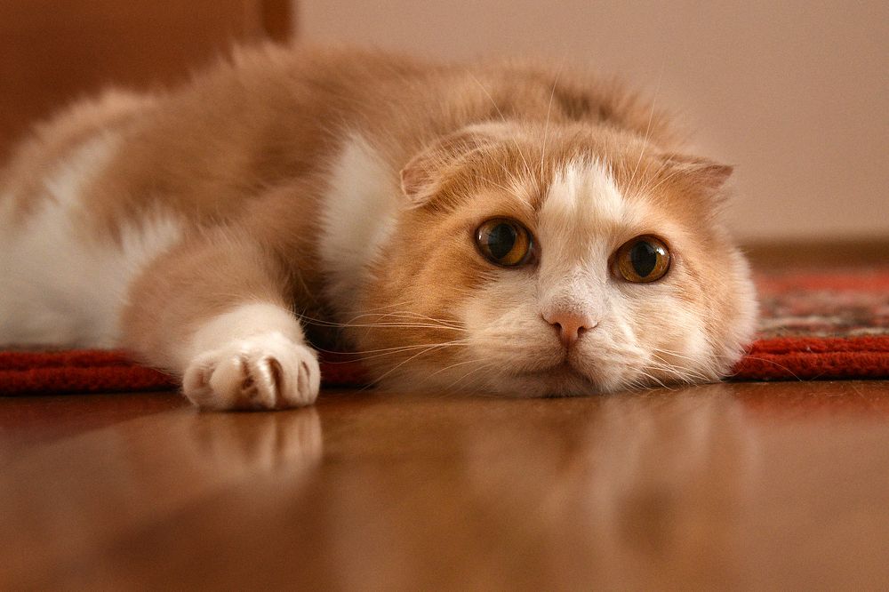 Photograph by Елена Лобакова