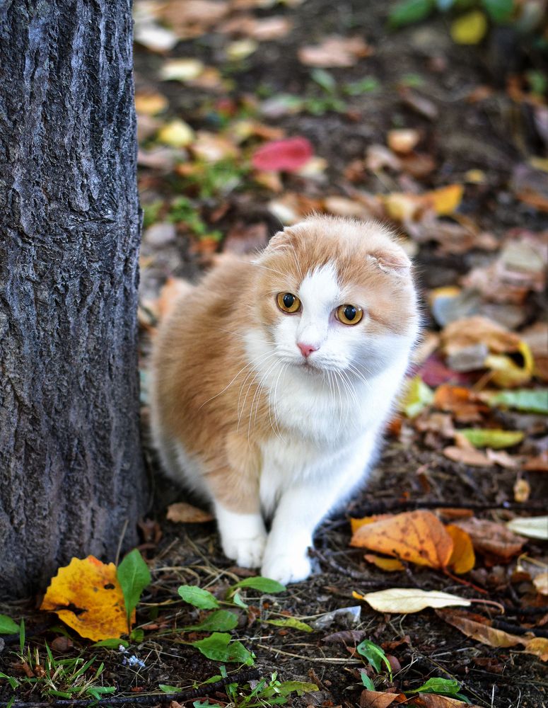 Photograph by Елена Лобакова