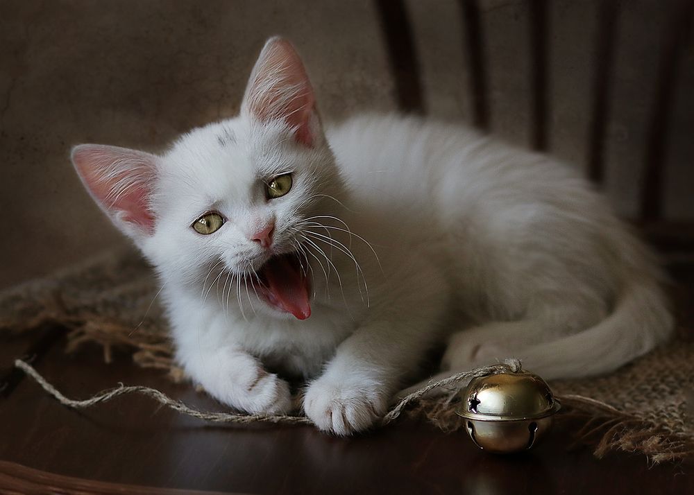 Фотография автора Светлана Дерябина