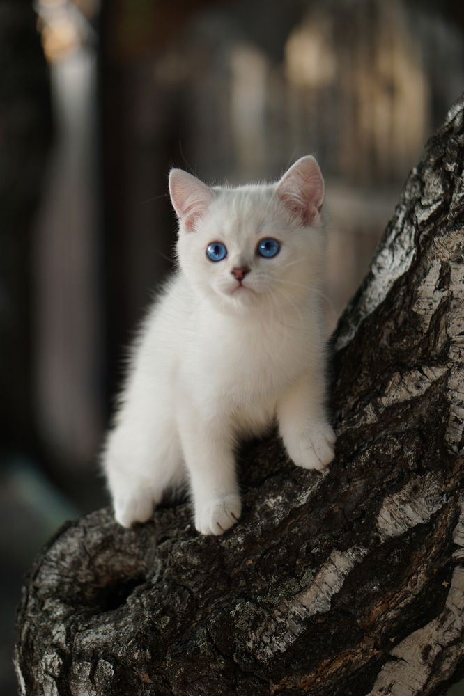 Фотография автора Елена Самофалова