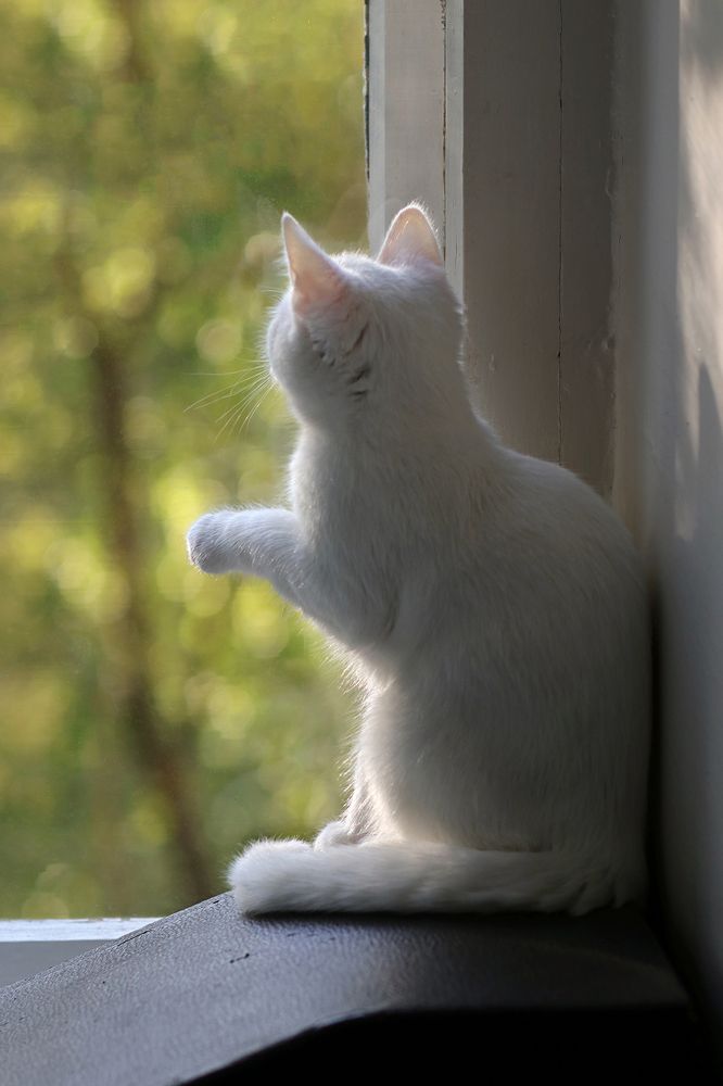 Фотография автора Светлана Дерябина