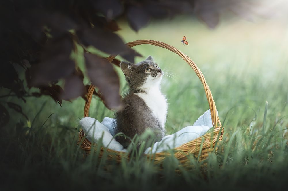 Photograph by Ирина Леонова