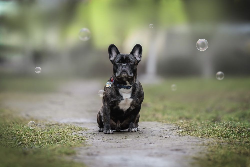 умиротворенный пёс