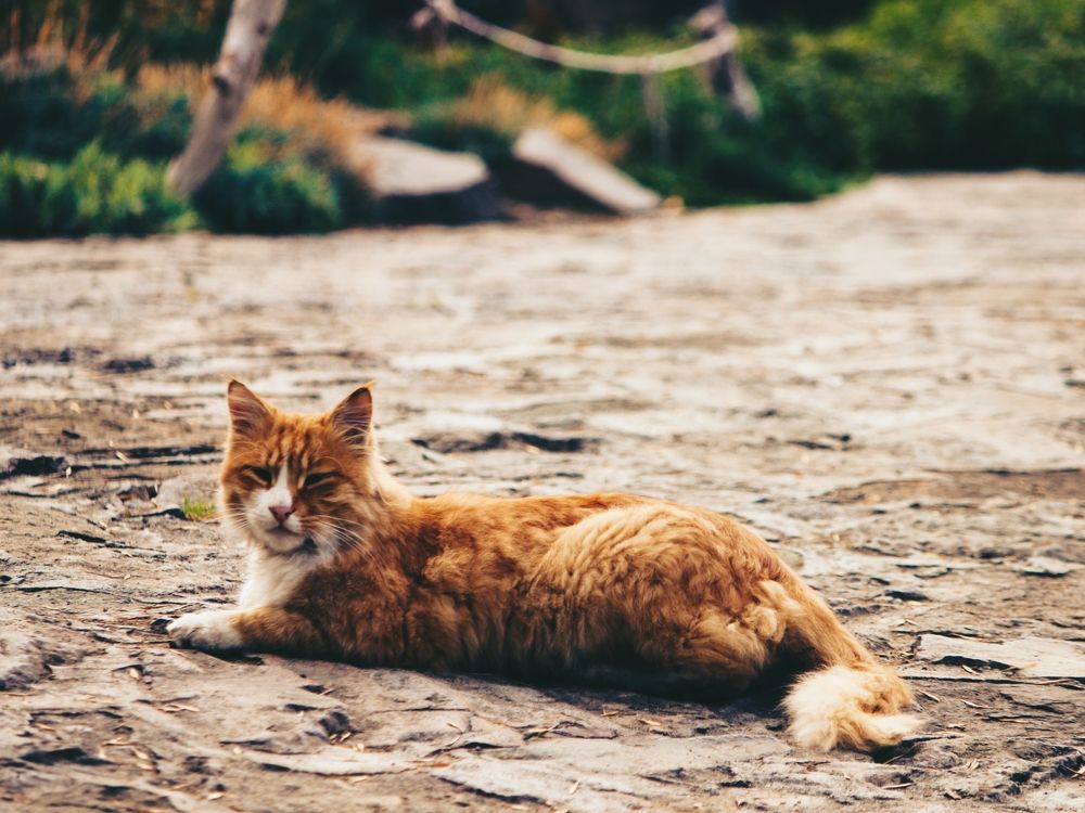 Photograph by Mohammad Moradi