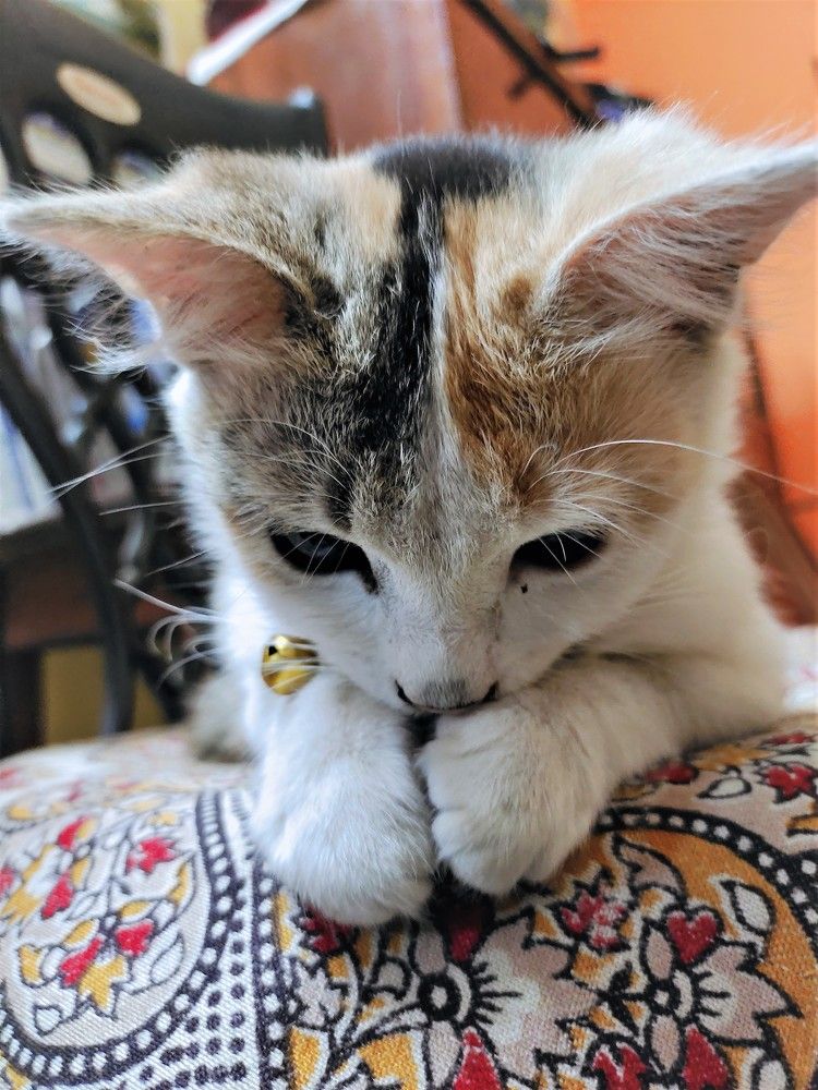 Photograph by Prasanta Roy