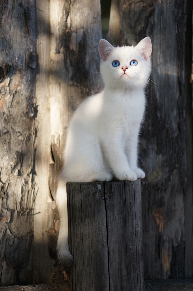 Фотография автора Елена Самофалова