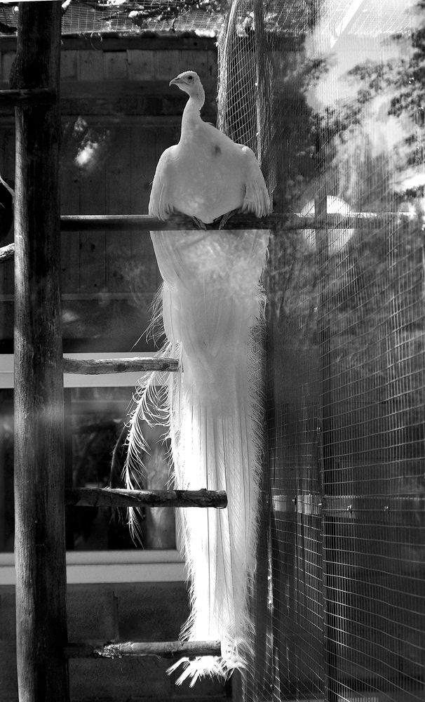 Грусть павлина