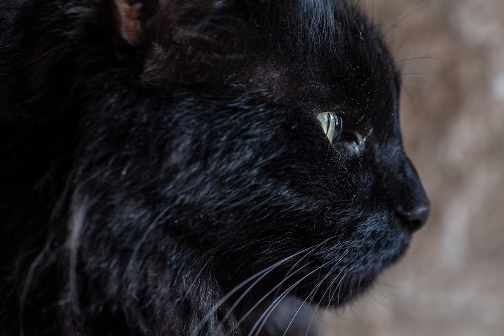 The black cat profile