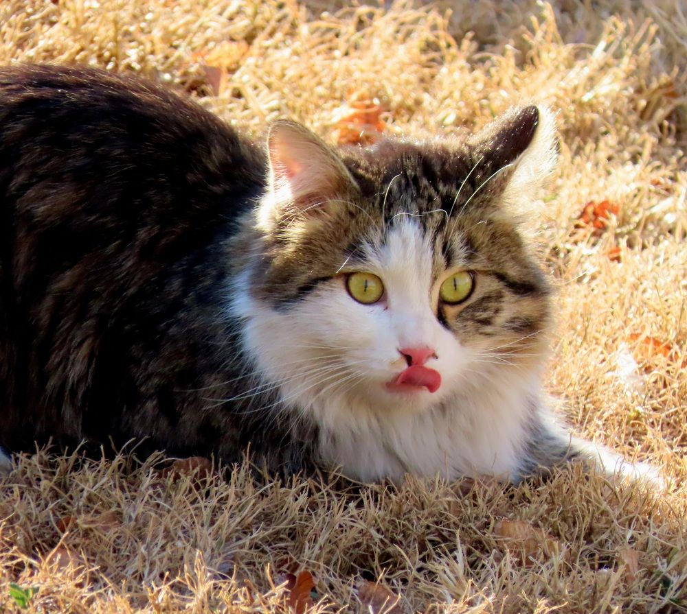 Photograph by mahboube moradalizade