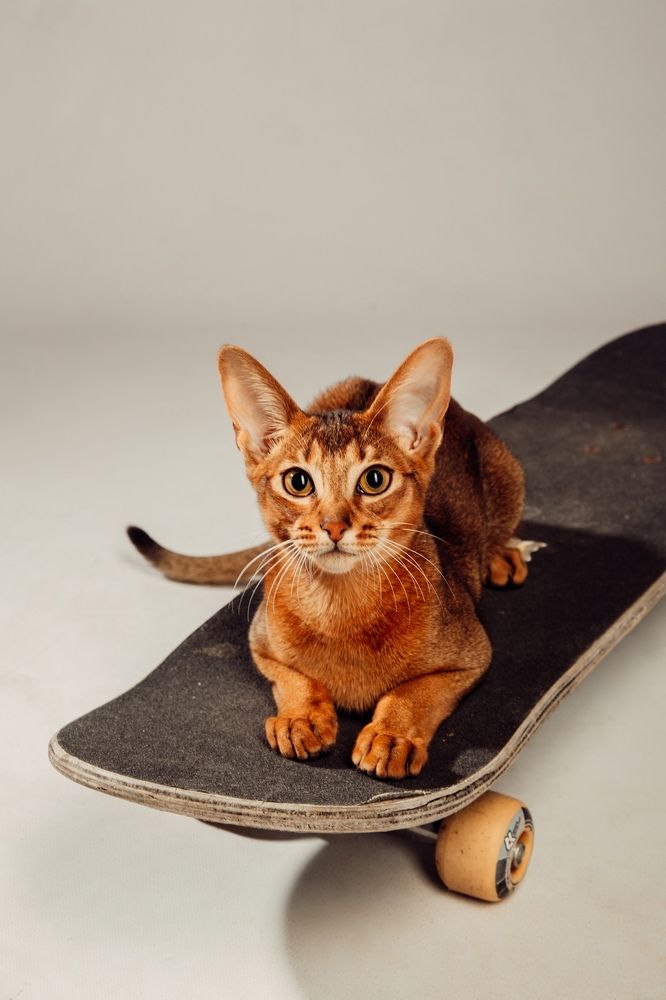 Фотография автора Олеся Ершова