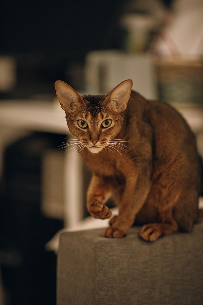 Фотография автора Олеся Ершова