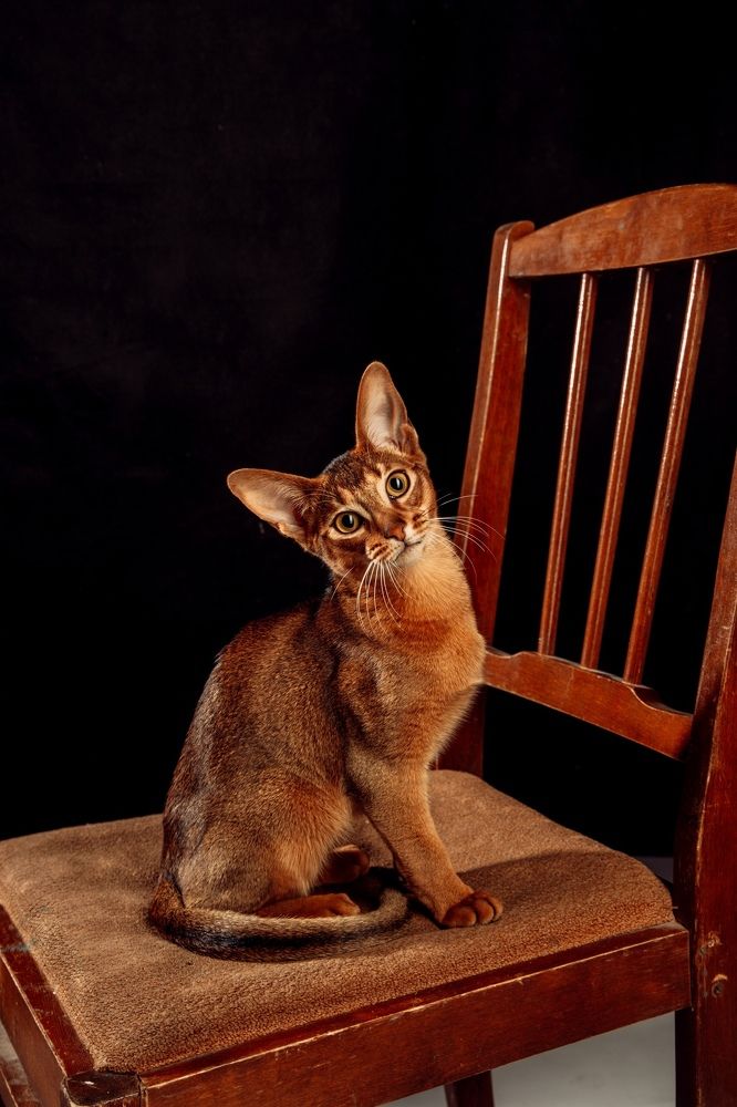 Фотография автора Олеся Ершова