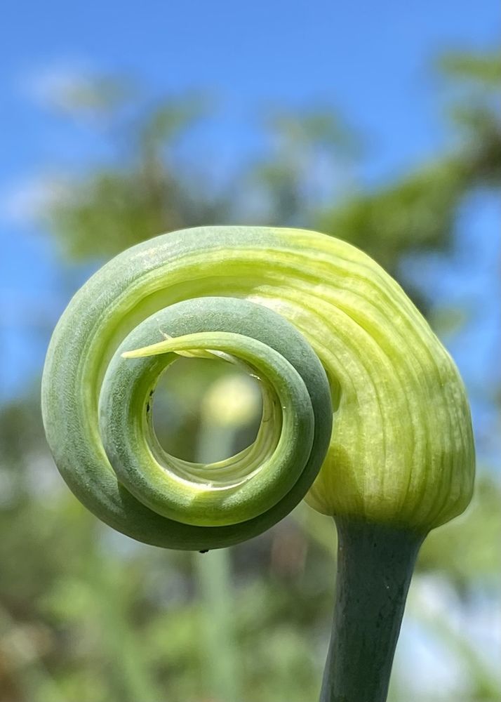 Фотография автора ГУЗАЛИЯ ГАНИЕВА