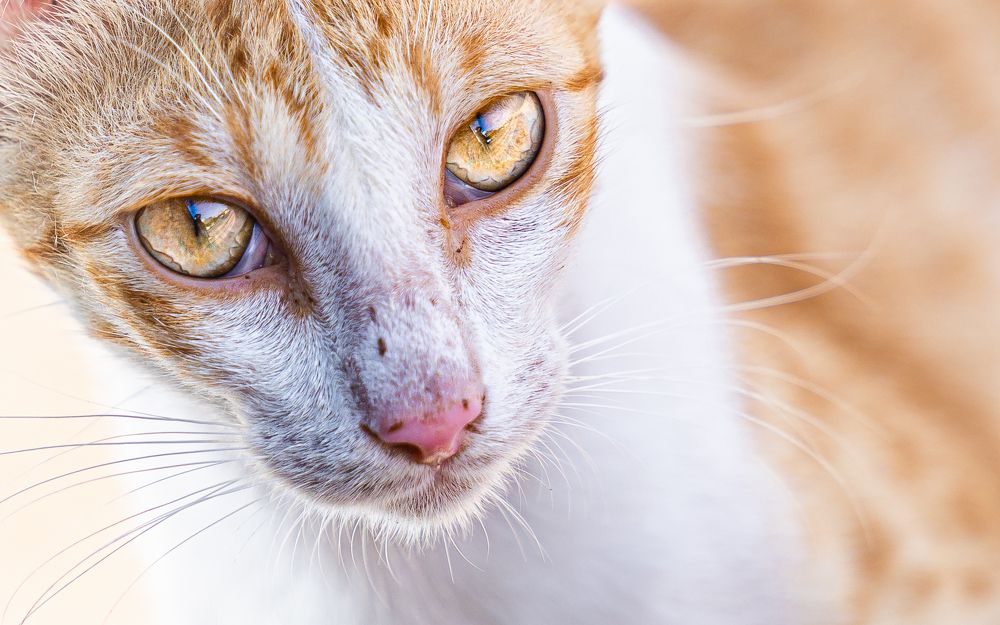 Photograph by Jayakumar MN