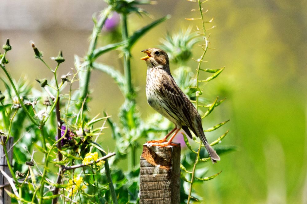 Photograph by David Lerer